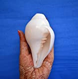 Original Blowing Shankh (VAMAVARTI BAJNEWALA) - Conch Shell - strong & Big Vamavarti Blowing Shankh (white) ~ Shankha Conch Shankh ...